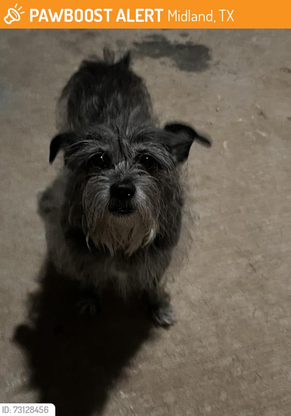 Found/Stray Female Dog last seen Near Beal Park, Midland, TX 79701