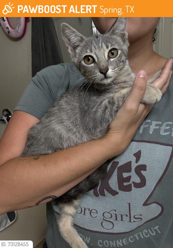 Found/Stray Unknown Cat last seen Spring Lakes Subdivision, near Sierra Springs Ln, Spring, TX 77373
