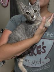 Found/Stray Unknown Cat last seen Spring Lakes Subdivision, near Sierra Springs Ln, Spring, TX 77373