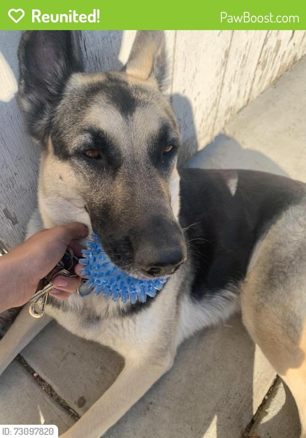 Reunited Female Dog last seen Sutro ave near Waterloo road, Stockton, CA 95205