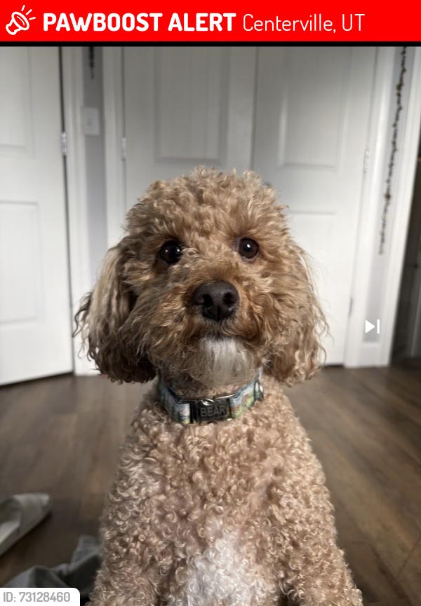Lost Male Dog last seen Near N 100 E, Centerville UT 84014, Centerville, UT 84014