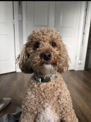 Lost Male Dog last seen Near N 100 E, Centerville UT 84014, Centerville, UT 84014