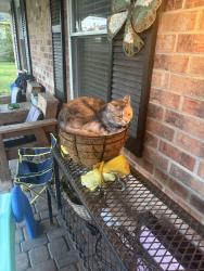 Reunited Female Cat last seen Rogers Public Library, Rogers, AR 72758