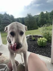 Lost Female Dog last seen Route 30 and Jackson Square Road, Thomasville, PA 17364