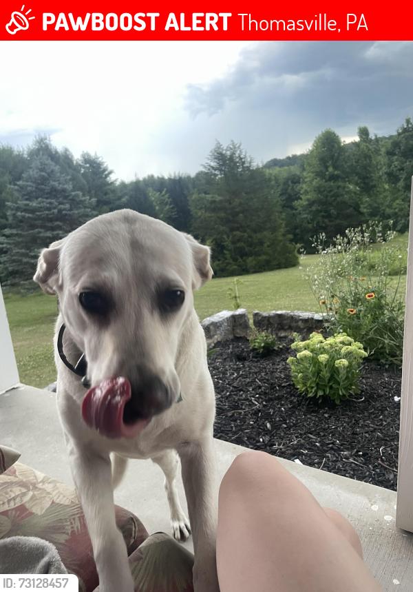 Lost Female Dog last seen Route 30 and Jackson Square Road, Thomasville, PA 17364