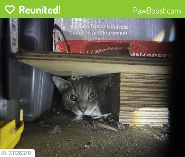 Reunited Unknown Cat last seen E Laurel Ave, Sierra Madre, CA 91024, USA, Sierra Madre, CA 91024