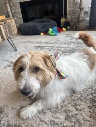 Reunited Male Dog last seen Mallard Pt. Raintree PKWY, Lee's Summit, MO 64082