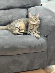 Lost Male Cat last seen Near acoma ct Las Vegas nv 89145, Las Vegas, NV 89145
