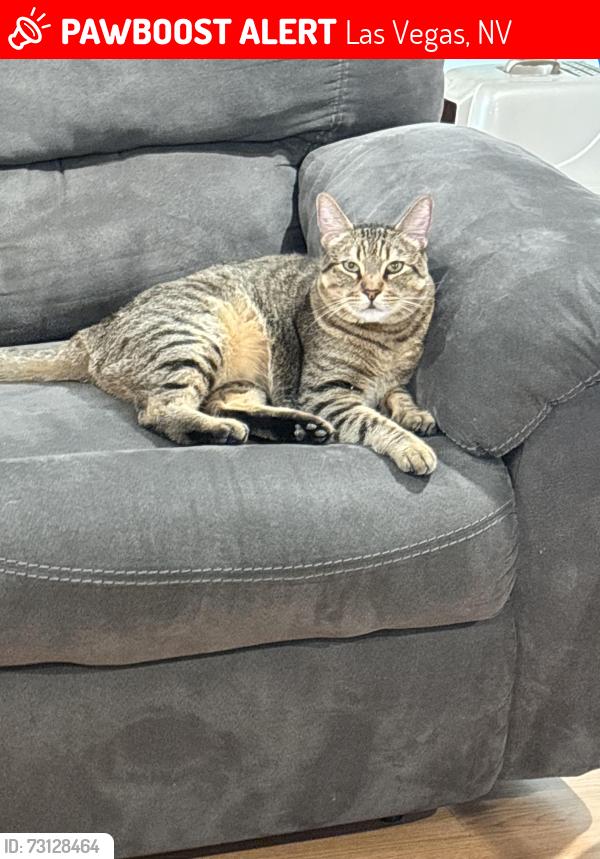 Lost Male Cat last seen Near acoma ct Las Vegas nv 89145, Las Vegas, NV 89145