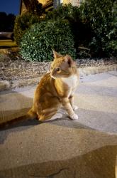 Found/Stray Male Cat last seen Bunting Dr, Oak Point, TX 75068