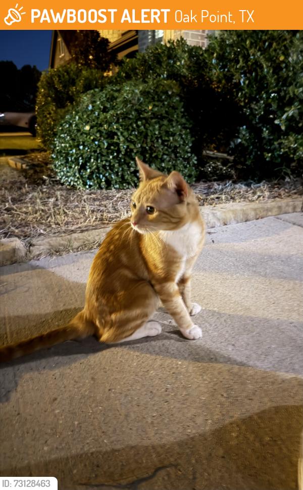 Found/Stray Male Cat last seen Bunting Dr, Oak Point, TX 75068