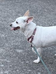 Reunited Female Dog last seen Near SE 8th St, Troutdale, OR 97060, USA, Troutdale, OR 97060