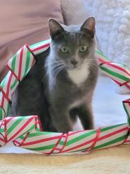 Reunited Female Cat last seen Holly Dr and light hse, Palm Beach Gardens, FL 33410