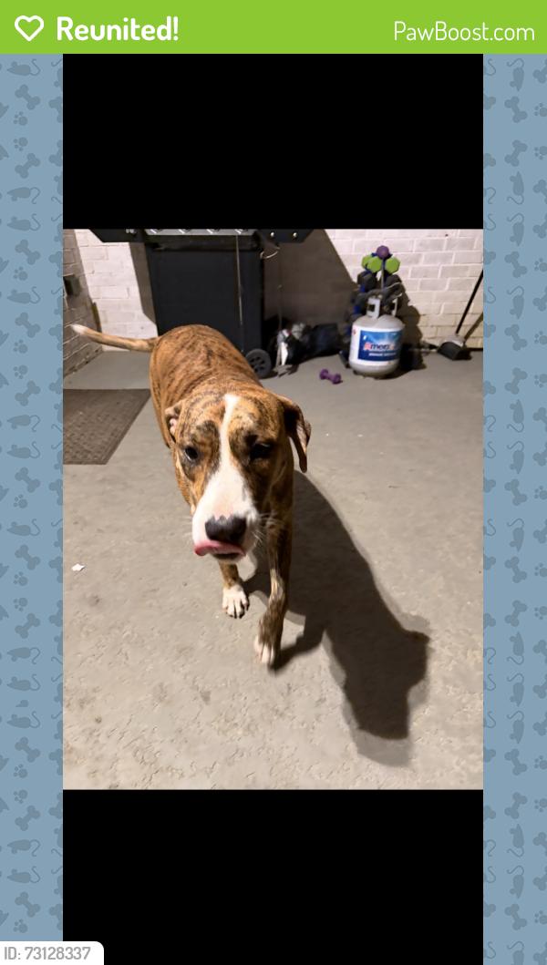 Reunited Female Dog last seen Derby run lane in Amira, Harris County, TX 77377