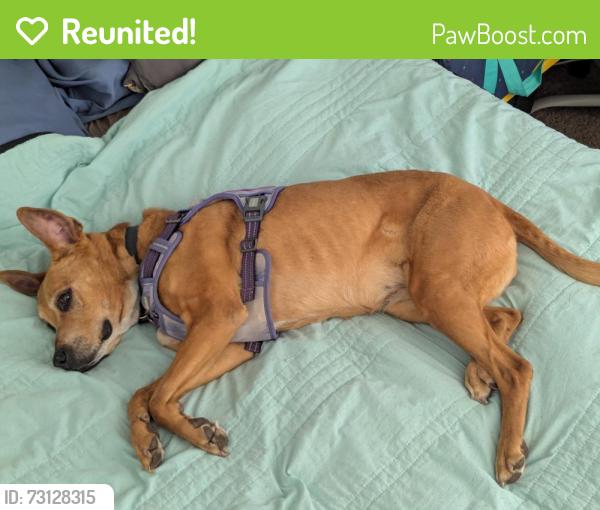 Reunited Female Dog last seen Ragan Way, Alta Sierra, CA 95949