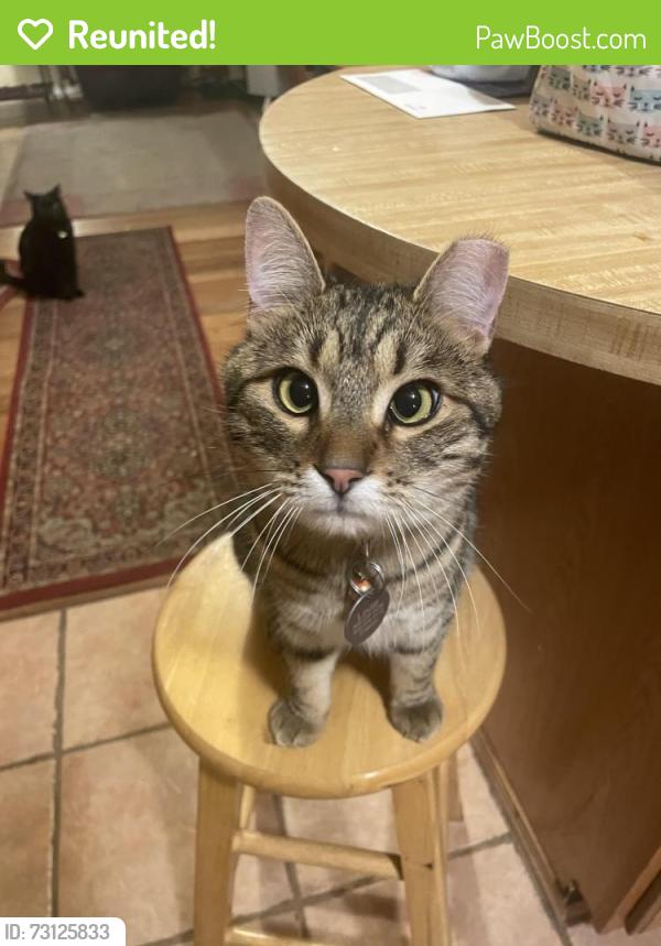Reunited Male Cat last seen Menaul and Washington, Albuquerque, NM 87110