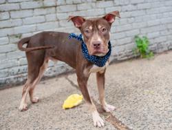 Shelter Stray Male Dog last seen NEW YORK, NY, 10029, 326 E 110th St, New York, NY 10029, USA
