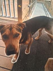 Lost Male Dog last seen Near S Country Club Rd (NB towards) Sahuarita Rd, Sahuarita, AZ 85629