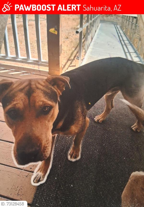 Lost Male Dog last seen Near S Country Club Rd (NB towards) Sahuarita Rd, Sahuarita, AZ 85629