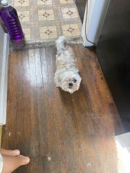 Lost Male Dog last seen Coolidge ave, National City, CA 91950