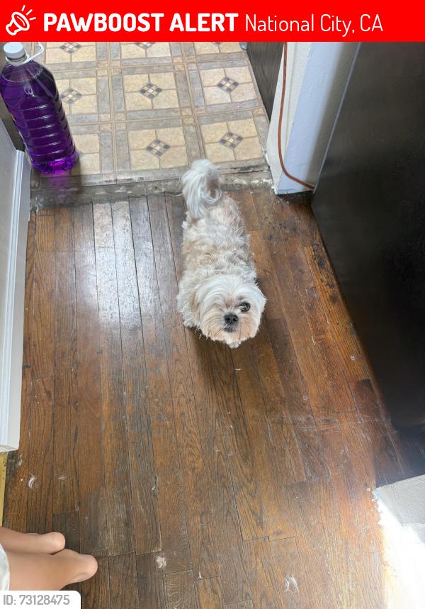 Lost Male Dog last seen Coolidge ave, National City, CA 91950
