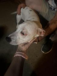 Reunited Female Dog last seen Paisley and Morgan, Oklahoma City, OK 73099