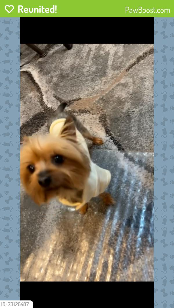 Reunited Female Dog last seen walking down Peoria towards Green St 70th block, Chicago, IL 60621