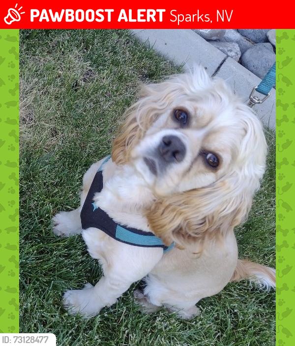 Lost Male Dog last seen Rolling Meadows & Lumina, Sparks, NV 89436