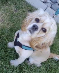 Lost Male Dog last seen Rolling Meadows & Lumina, Sparks, NV 89436