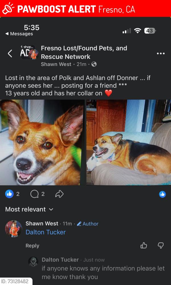 Lost Female Dog last seen Polk in Gettysburg, Fresno, CA 93722