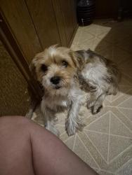 Reunited Male Dog last seen Carnauba st, Tucson, AZ 85705