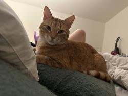 Lost Male Cat last seen S.E. 67th Avenue and Raymond!, Portland, OR 97206