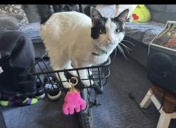 Reunited Female Cat last seen Imperial Hwy near taco bell, Norwalk, CA 90650