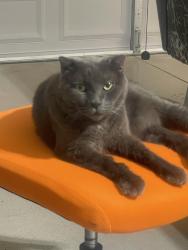 Reunited Male Cat last seen Near W Glenmere Dr, Chandler, AZ 85225, USA, Chandler, AZ 85225