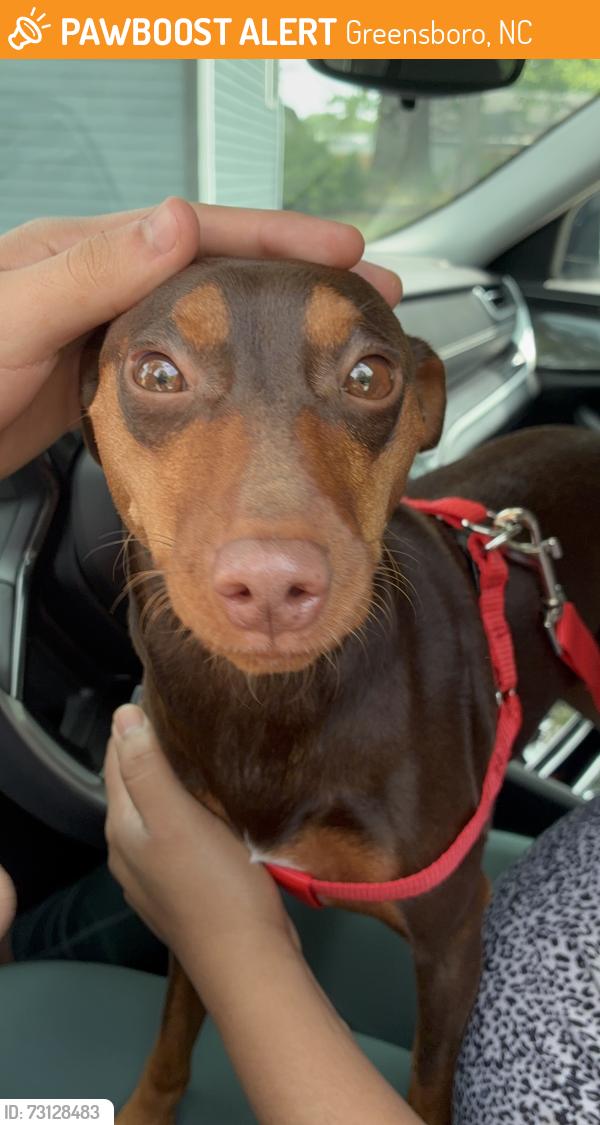 Found/Stray Female Dog last seen Kirkland st By Restoration church at the rock, Greensboro, NC 27401