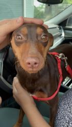 Found/Stray Female Dog last seen Kirkland st By Restoration church at the rock, Greensboro, NC 27401