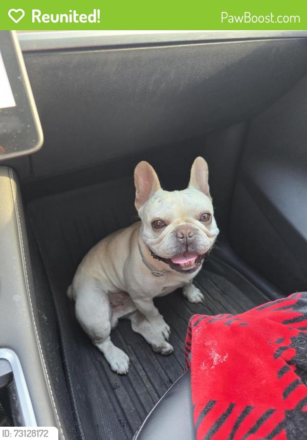 Reunited Male Dog last seen S Indiana St & Water St, Anaheim, CA 92805
