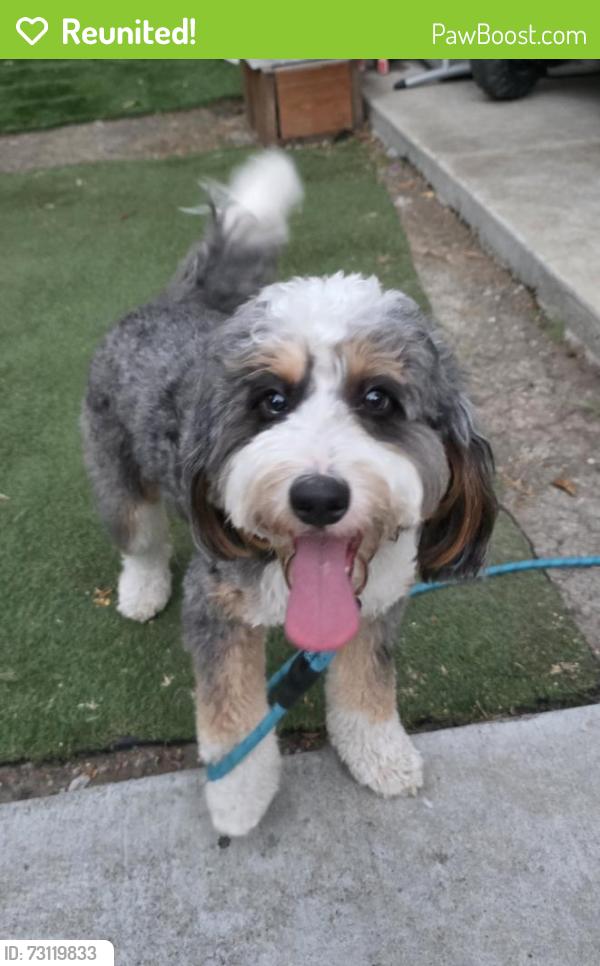 Reunited Female Dog last seen 17th Avenue Redwood City, Redwood City, CA 94063
