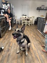 Reunited Female Dog last seen Waterloo/Hwy 99, Stockton, CA 95205