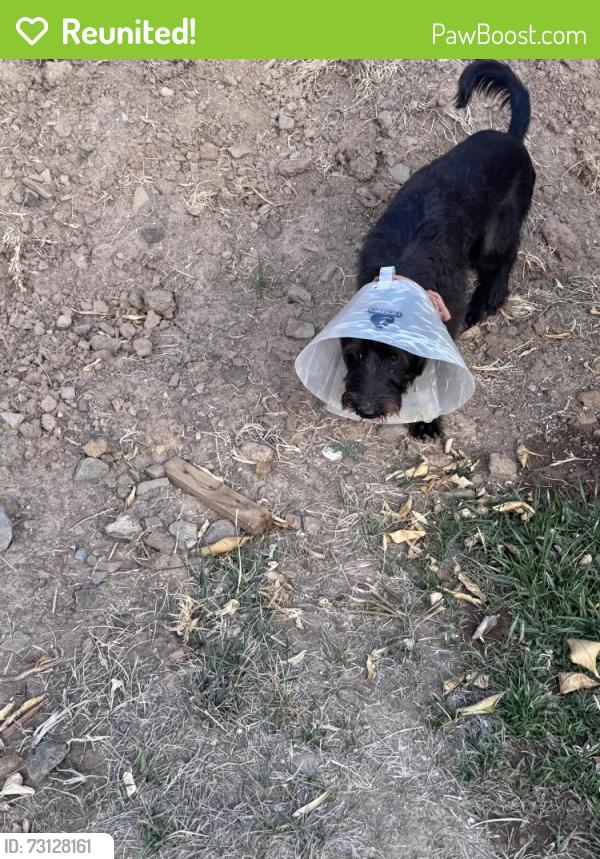 Reunited Female Dog last seen Ontario/buena vista, Corona, CA 92882