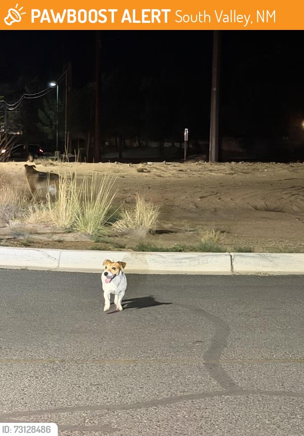 Found/Stray Unknown Dog last seen Wendy’s on Blake and Coors, South Valley, NM 87105