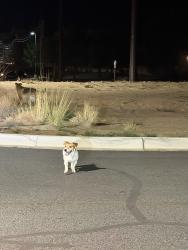 Found/Stray Unknown Dog last seen Wendy’s on Blake and Coors, South Valley, NM 87105