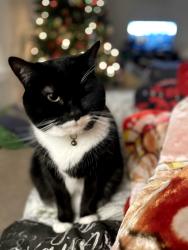 Reunited Male Cat last seen Near 1060 Helms Street, Rock Hill, SC 29732
