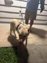 Found/Stray Female Dog last seen The element at cedar bluff apmts, Knoxville, TN 37923