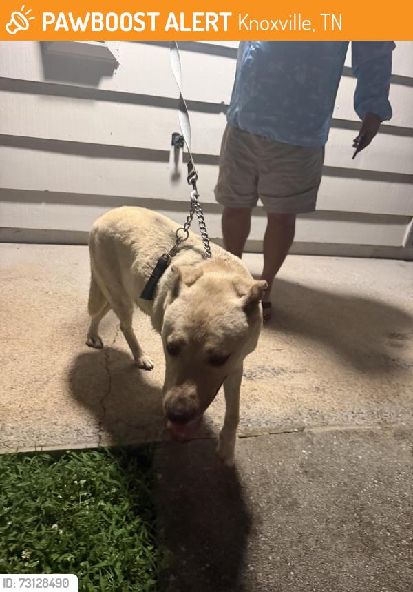 Found/Stray Female Dog last seen The element at cedar bluff apmts, Knoxville, TN 37923