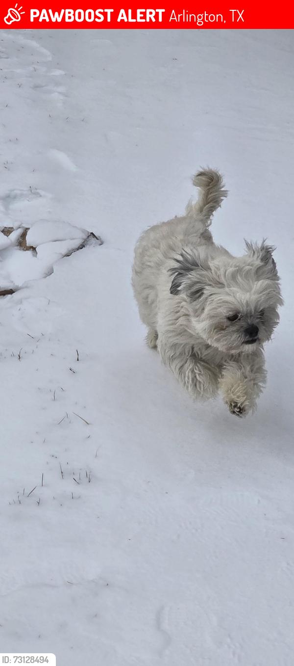 Lost Male Dog last seen Pioneer & browning, Arlington, TX 76010