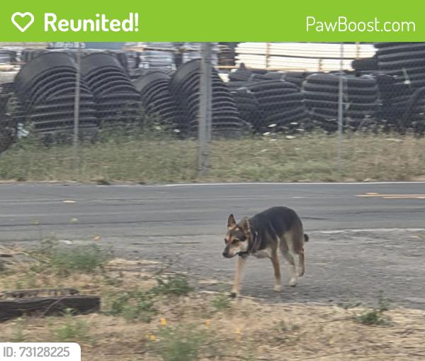 Reunited Unknown Dog last seen Near Yolanda Ave, Santa Rosa, CA 95404, USA, Santa Rosa, CA 95404