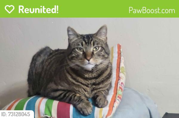 Reunited Male Cat last seen Near E Wyngate Pointe Lane, Draper, Utah, Draper, UT 84020
