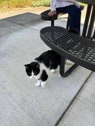 Found/Stray Female Cat last seen Auburn Way So and Harvey Rd, Auburn, WA 98002
