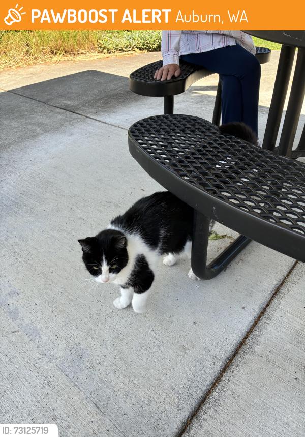 Found/Stray Female Cat last seen Auburn Way So and Harvey Rd, Auburn, WA 98002